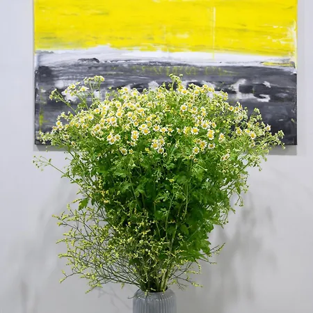 Pensión O Magenta Baylon B Roma